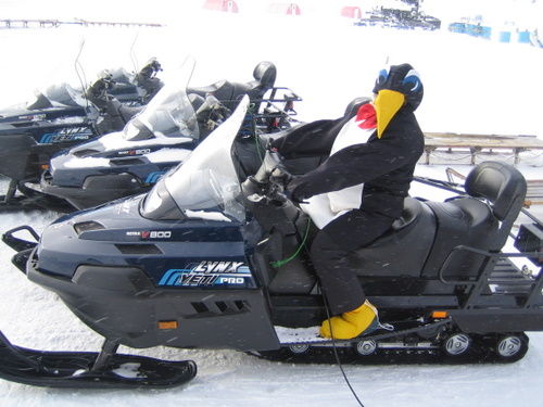 Penguin on Skidoo