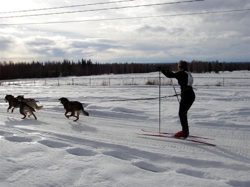 Dog Skijoring