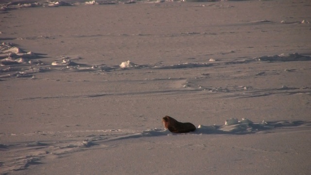 Male Walrus