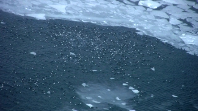 Spectacled Eiders!