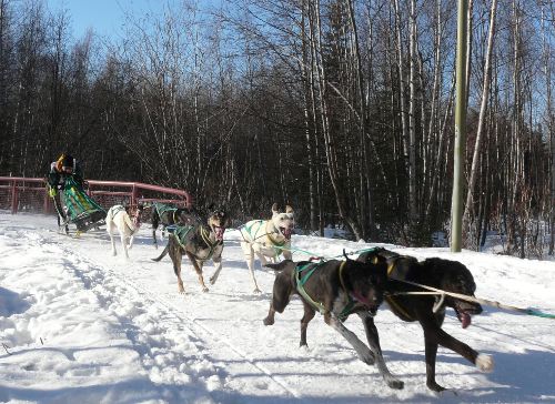 Blaine Streeper, winner of the Fur Rondy