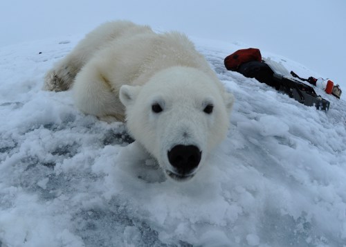 Snoring Polar Bears!