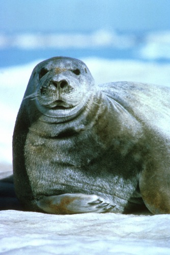 Bearded Seal