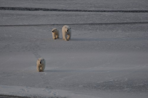 3 Polar Bears