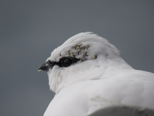 Rock Ptarmigan