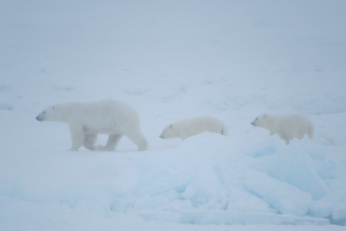 Polar Bears