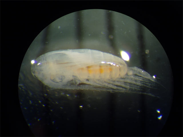 Copepod