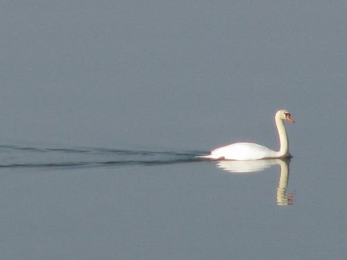 Tundra Swan in solitude