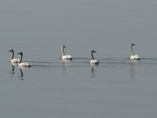 Tundra Swans 