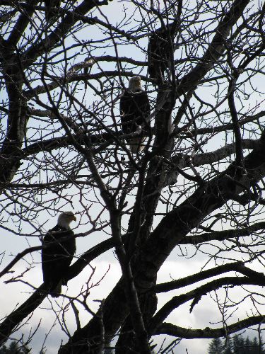 Bald Eagles