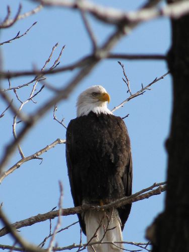 Eagle Above