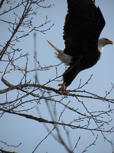 Take Off Eagle