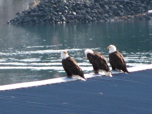 Rooftop Eagles