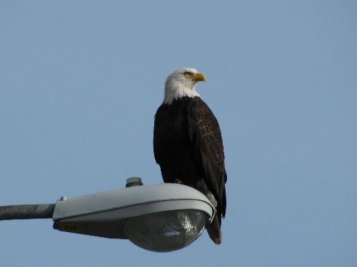 Lightpost Eagle