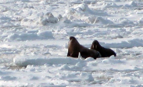 My First Walrus Sighting