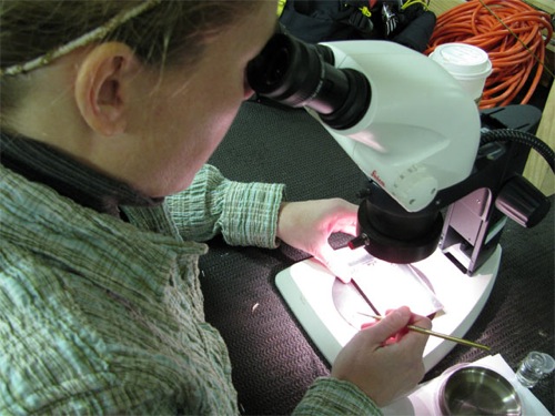 Looking at Critters in the Ice