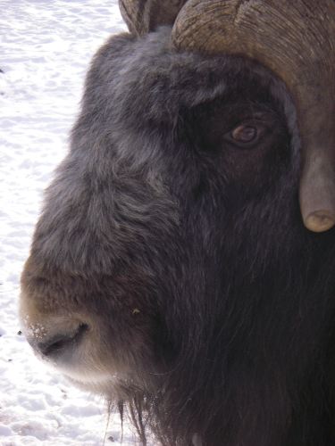 Muskox 