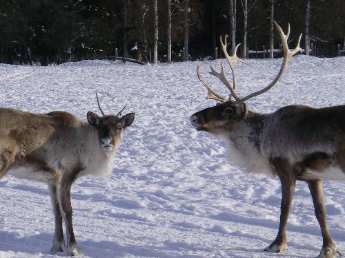 Caribou