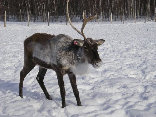 Caribou ISO One Antler