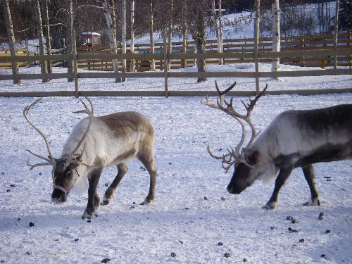 Reindeer