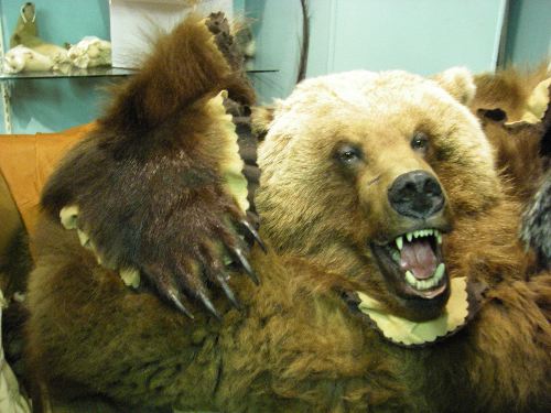 Bear on Display