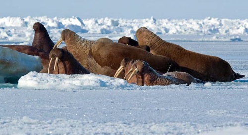 Tusks are Good for Moving