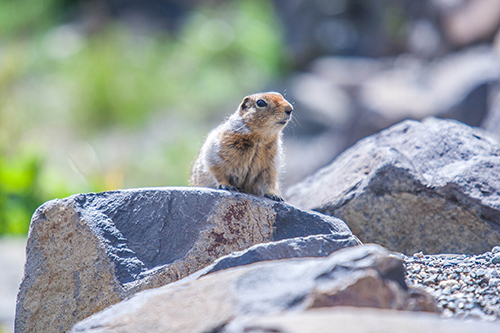 Arctic Ground Squirrel