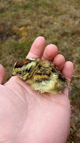 Baby Ptarmigan