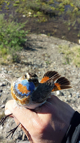 blue throat