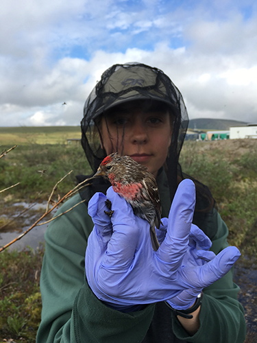 Caroline with redpoll. 