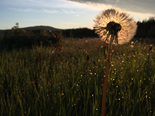 Dandelion!