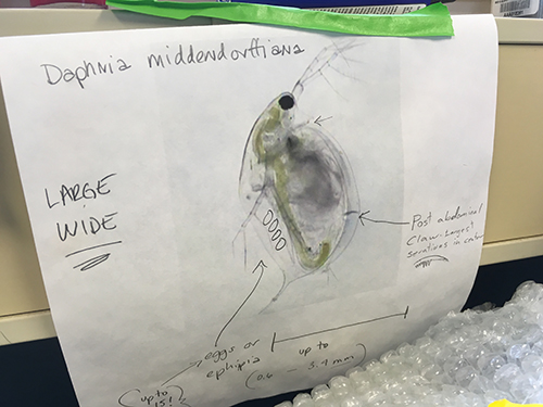 Daphnia