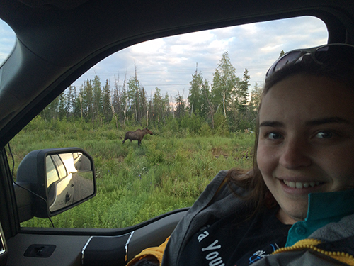 Moose from Car