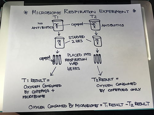 Experimental Design