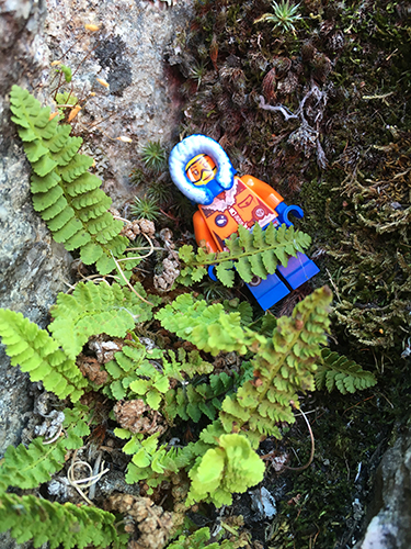 Fern Lego