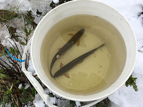 Fish in the bucket