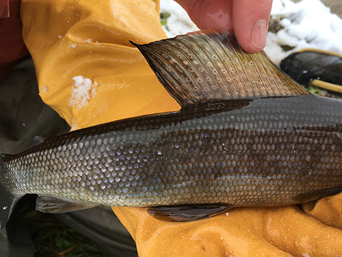 Grayling dorsal fine