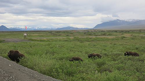 Musk Oxen Herd