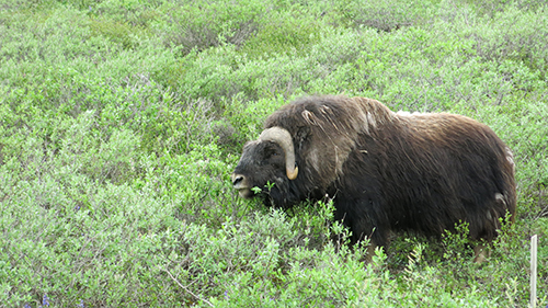 Musk Ox eating