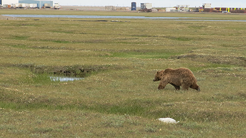 Bear tundra