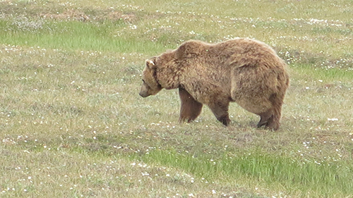 Grizzly Bear in the Tundra