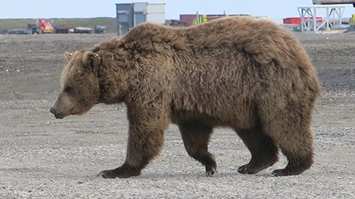 Bear in Deadhorse