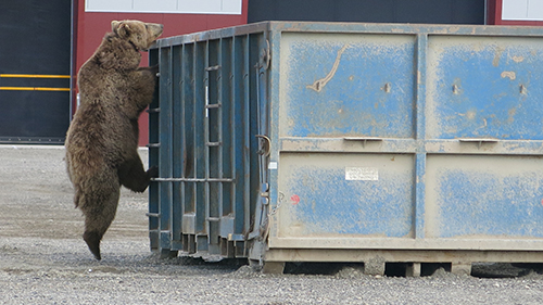 Dumpster diving bear