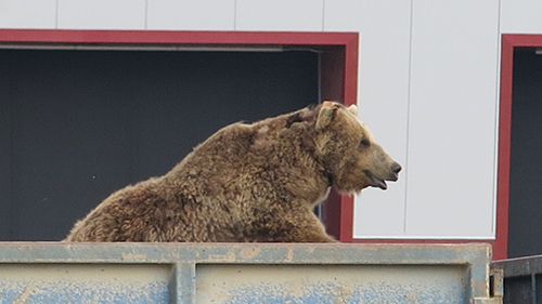 Bear Smile