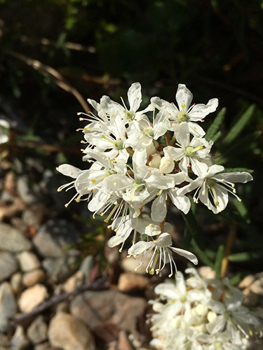 Labrador Tea