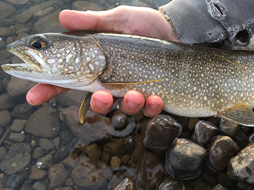 Lake Trout closeup