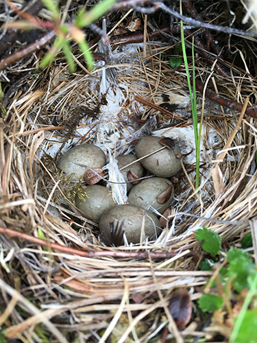 Lapland longspur eggs