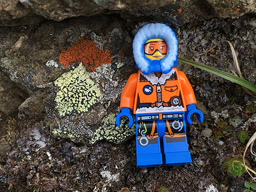 Lego Lichen