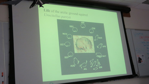 Life Cycle of Arctic Ground Squirrel