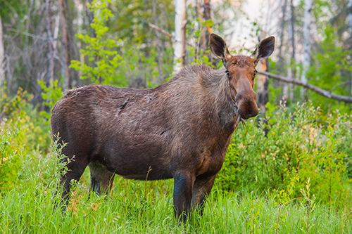 Moose!